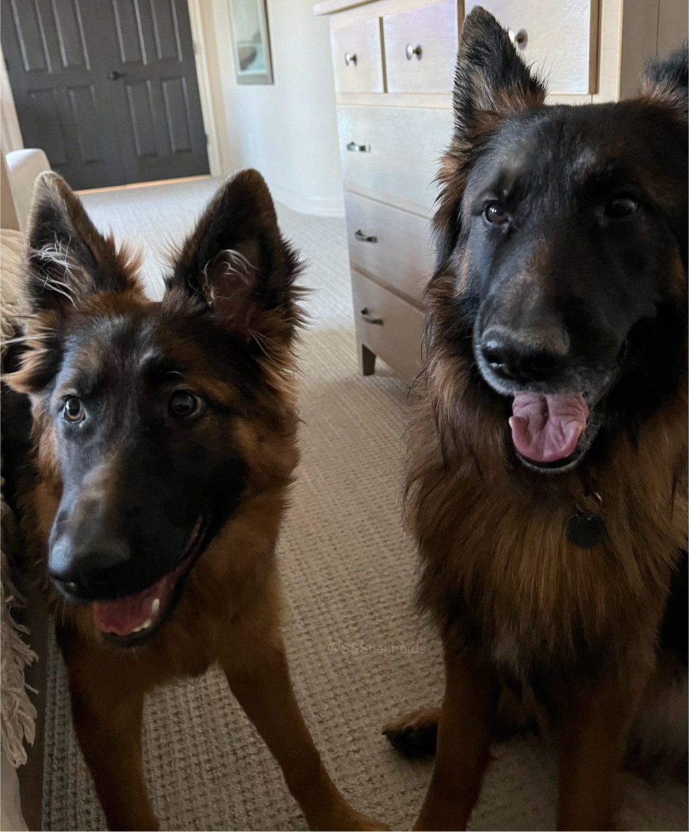 SSShepherds's tweet image. When Momma wishes you a #HappyNationalPetDay and you’re wondering, are there presents?!! #dogsox #gsd #floof #puppers 🐾