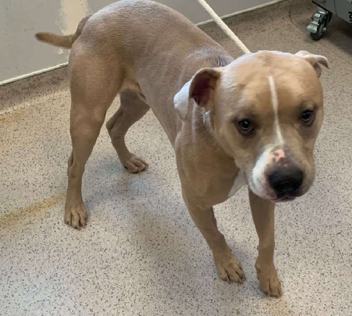 With his one intake photo, you can see how terrified Zoomi 196688 is. He arrived March 28 because of a bite to his owner when breaking up a fight. NYCACC's excuse to place him TBK Saturday? - he's 'intensely stressed and panting heavily' in his kennel. Three years old and he's…