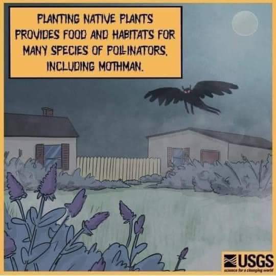 mushroomJenja's tweet photo. Mothman loves native plants https://t.co/IIlKcYm7iB