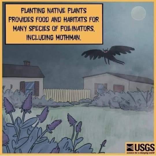 Mothman loves native plants