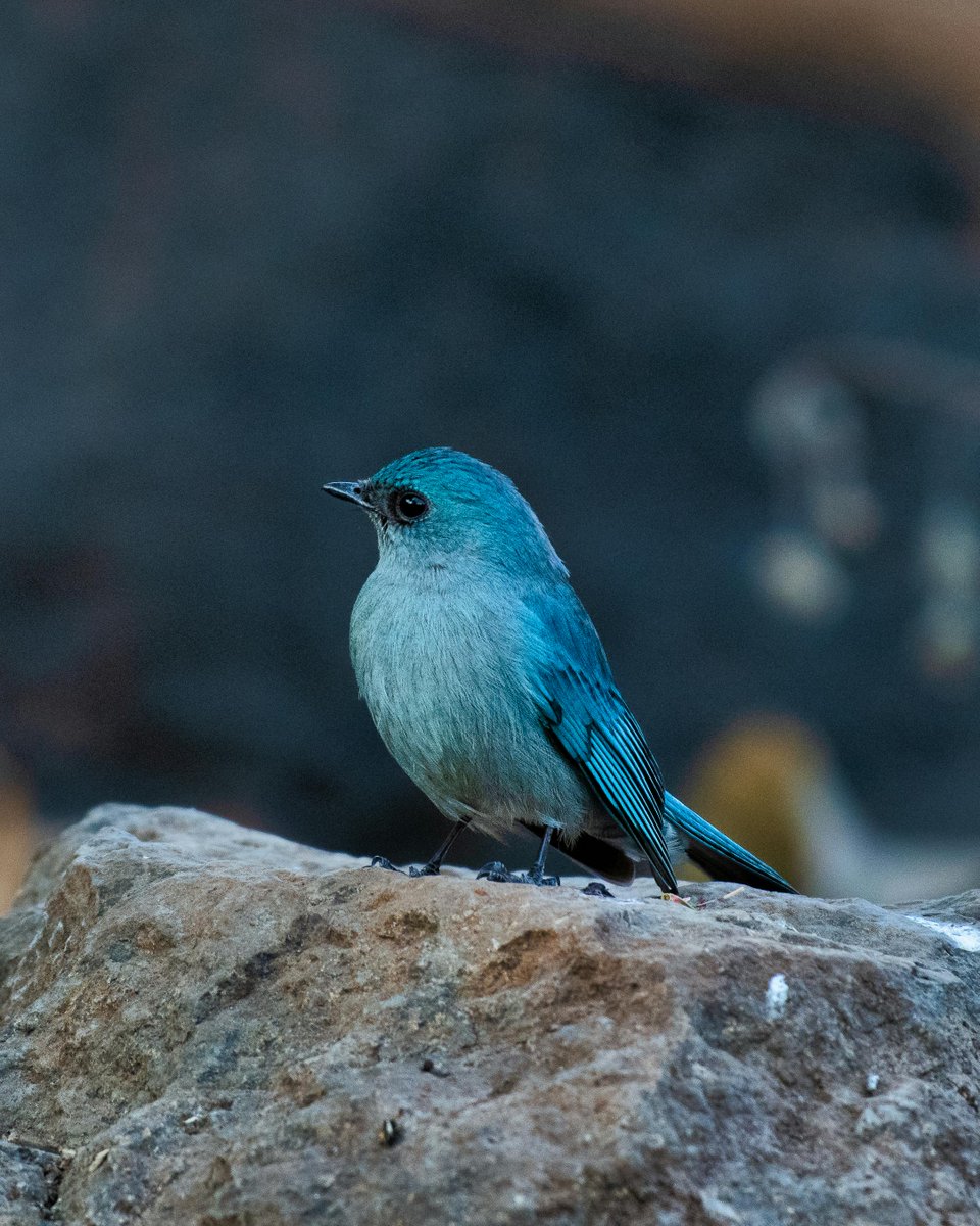 A beautiful Verditer flycatcher #Nature #photography