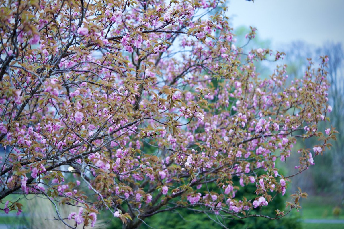 My “Kanzan” Japanese cherry trees blossoming today.