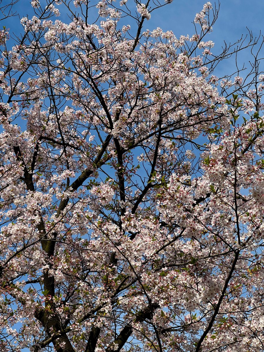 大阪🌸まだいける！
※木による