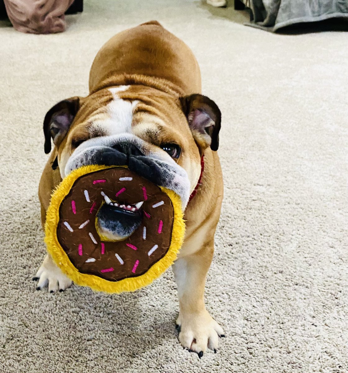 Donuts for Pebbles on #NationalPetDay2024 Cheers!