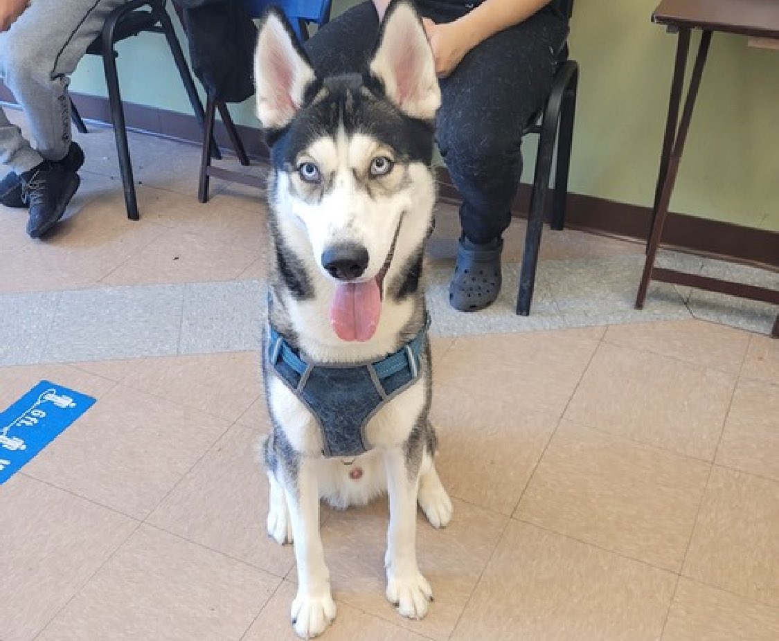 His family adopted a puppy their landlord would not allow, now Rio 197100 could pay with his life. Just 12 months old and of course he's thrashing and screaming in terror - he's a baby who is now absolutely terrified. Now after arriving April 5 he's TBK Saturday in NYCACC.…