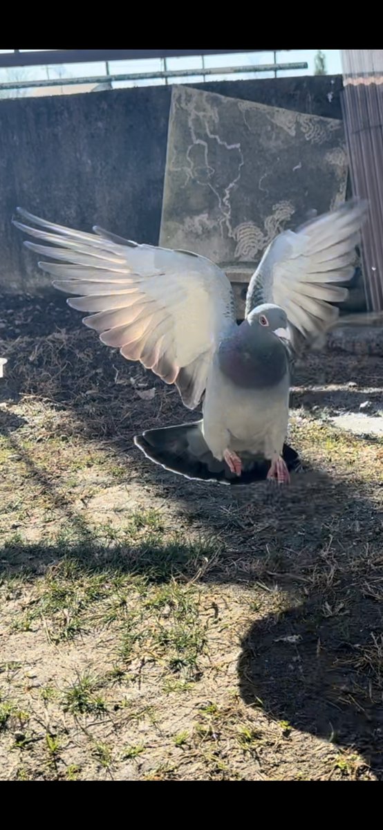 気持ちいい朝☀️☘️🌸☘️✨☺️✨鳩ちゃん🤭

#ニワトリ　#チャボ　#鳩　#動物好き　#ペット  　#鳥好き仲間　#小動物　#インコ #オウム　#犬　#猫  #鳥好きさんと繋がりたい