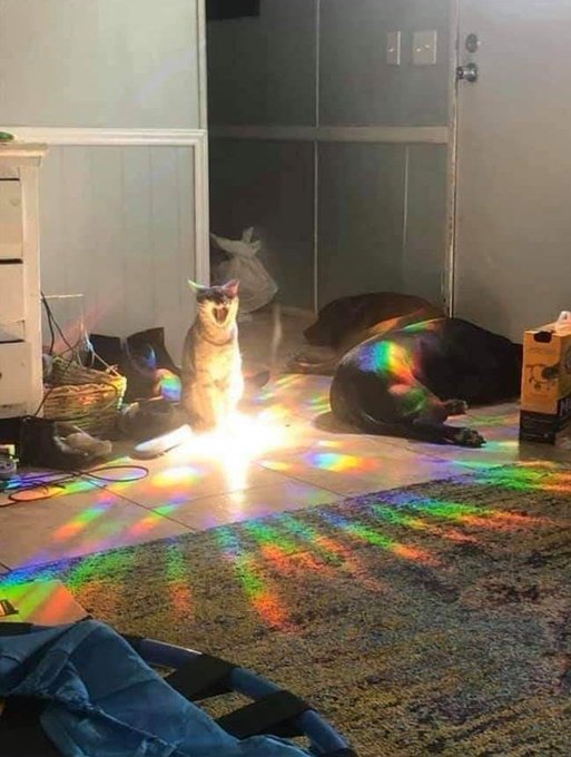 I told this stupid cat a million times 'stop opening up interdimensional portals in the house'