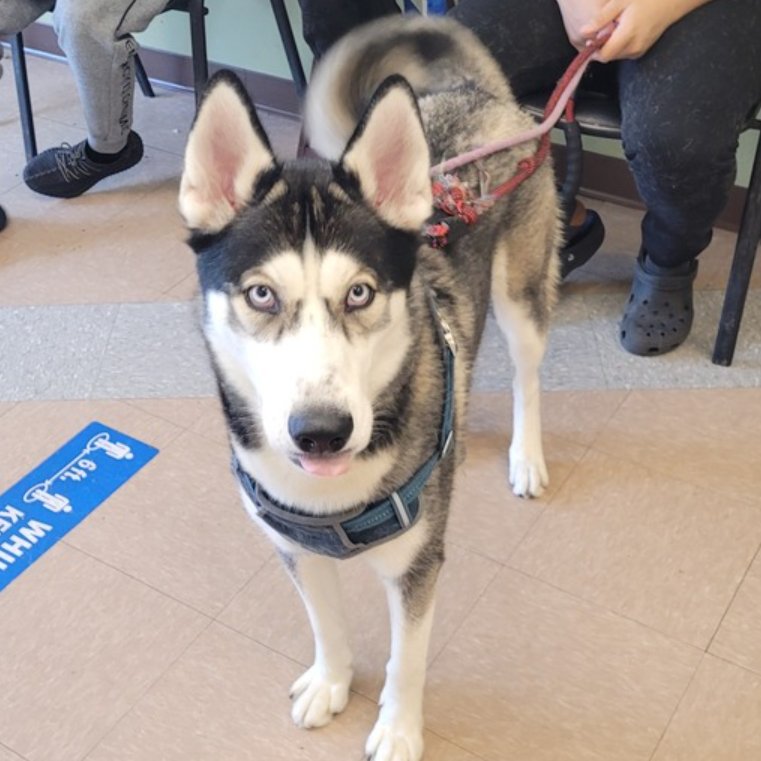 🐾1-y/o Rio surrendered b/c over pet weight landlord will allow. Housetrained, knows cues, active, affectionate, loving. Shy w/ strangers, respectful w/ kids, playful w/ dogs. Needs a foster offer by *4/13* nycacc.app/#/browse/197100