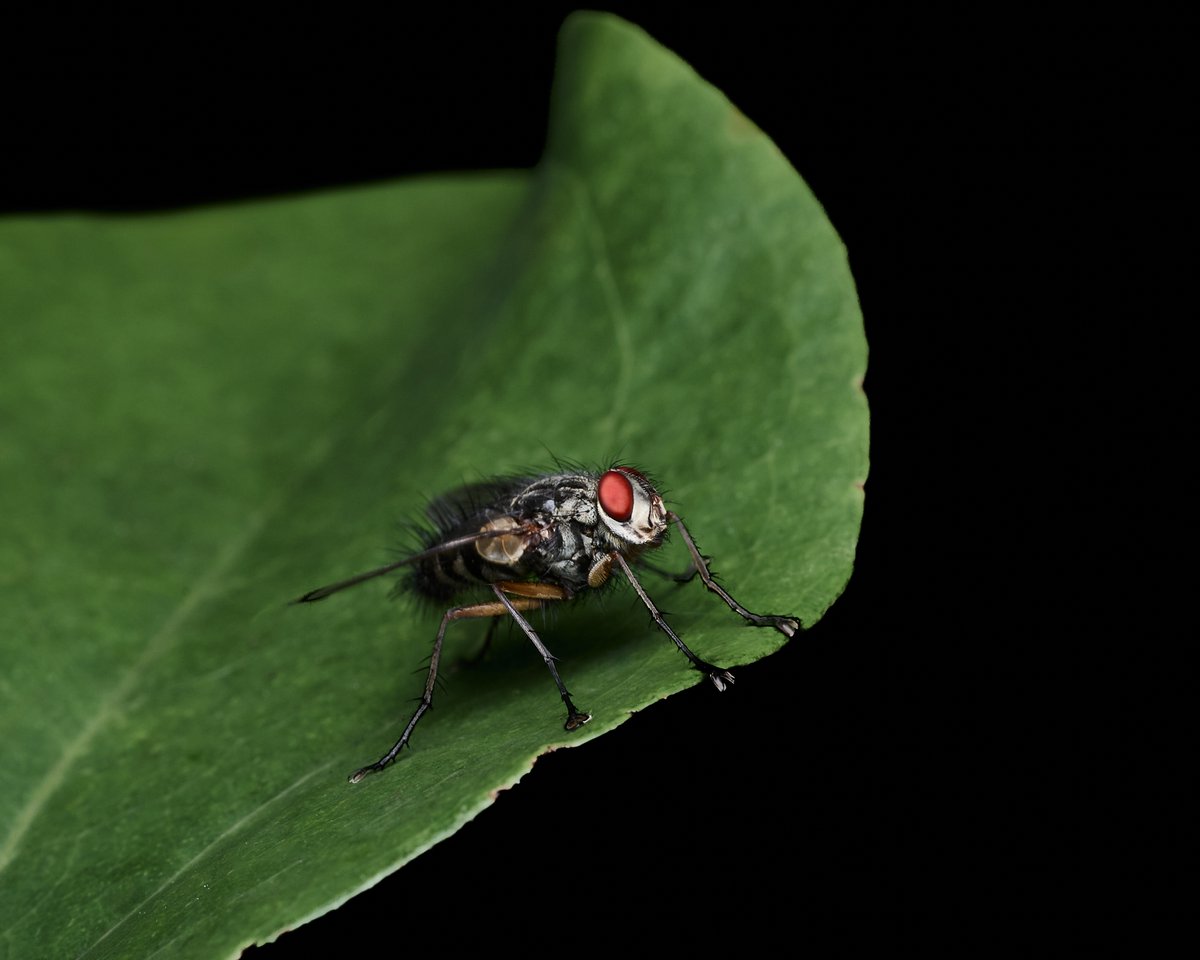 Eh? 
#fleshfly #fly #flies #macrophotography #insectphotography #wildlifephotography #photography #appicoftheweek #canonfavpic #captureone
