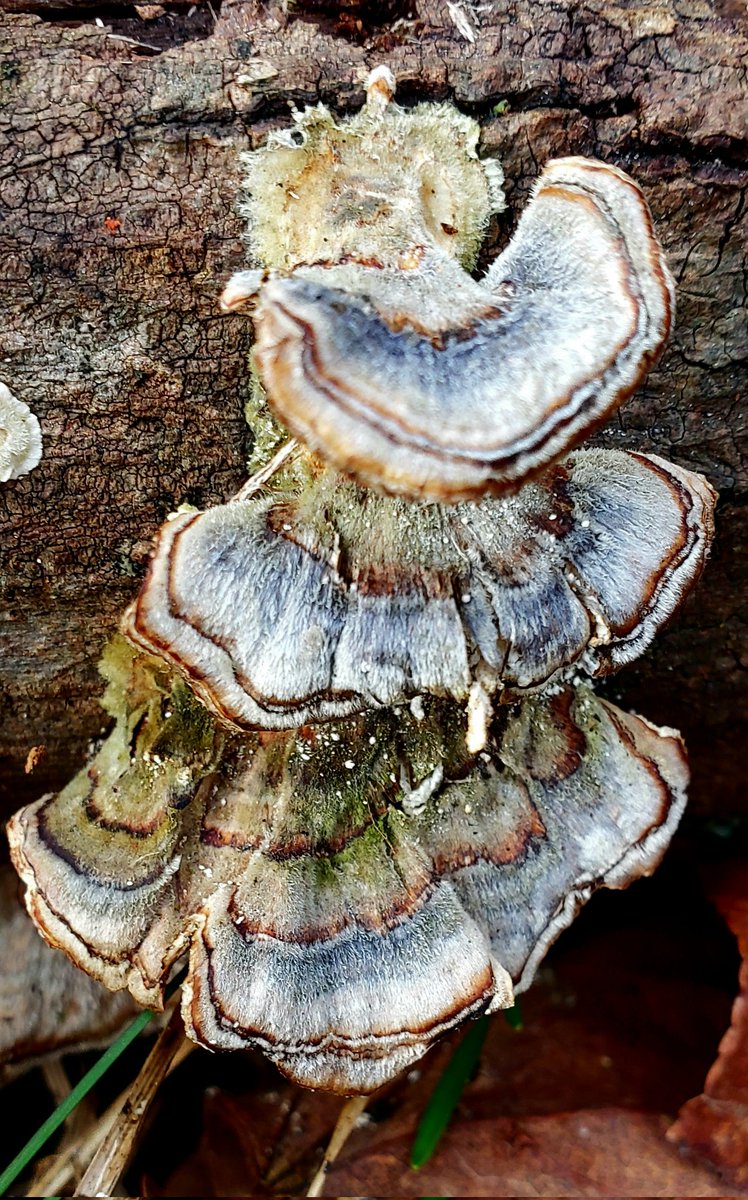 Wait, It's Turkey Tails all the way down? Always has been