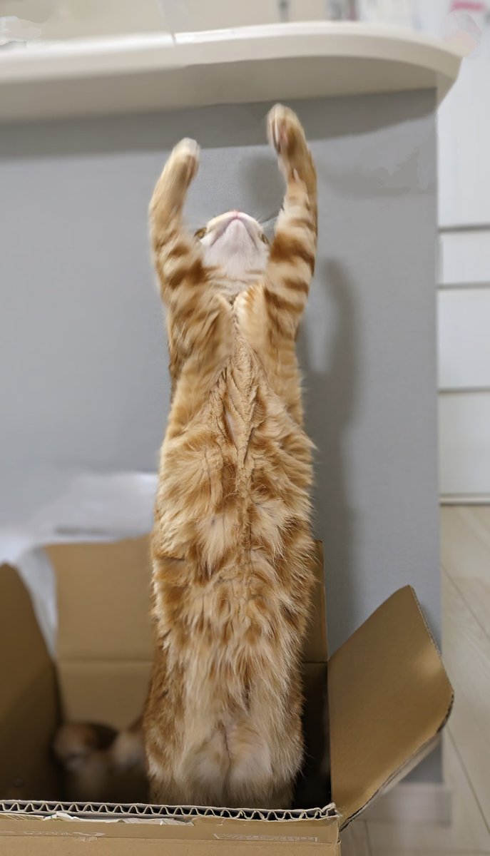 ガッツポーズ😼　チャンピオンもみじ🍁です(=^・^=)　#猫のいる暮らし　#猫のいる幸せ　#猫好き　世界チャンピオンになりました😼何のか知らんけど🤣✌️　今日も元気に楽しく生きましょう😻👍😉　#負けほー　#竜退治