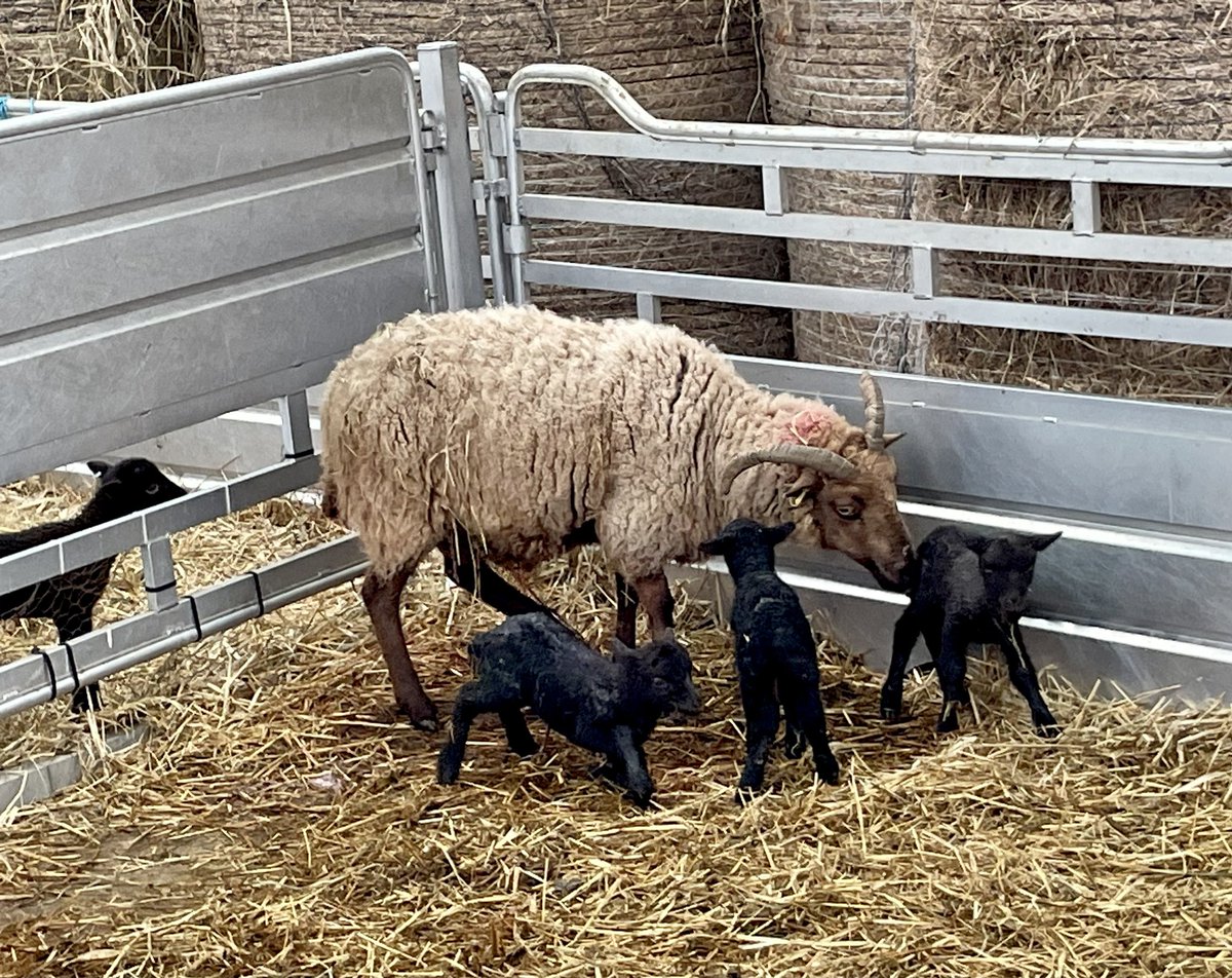 Had our second set of triplets, she is a brilliant mum and coping with all three. She is getting extra feed but they all look lively and healthy #manxloaghtan #rarebreed #nativebreed #lambing #triplets #farming #isleofman