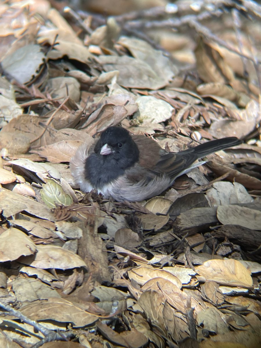 What if we made ourselves very round and snuggled into the leaf litter in the dappled sunlight?