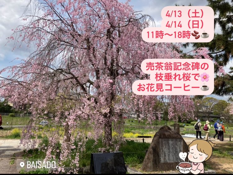 4月13日（土）
枝垂れ桜が咲きこぼれる半木の道🌸花見で一杯、いかがでしょう😉☕️
11時〜18時で開けています🫘❤️
#baisado #coffee #microroastery #kyoto #京都府立植物園 #京都府立大学 #京都コンサートホール #枝垂れ桜