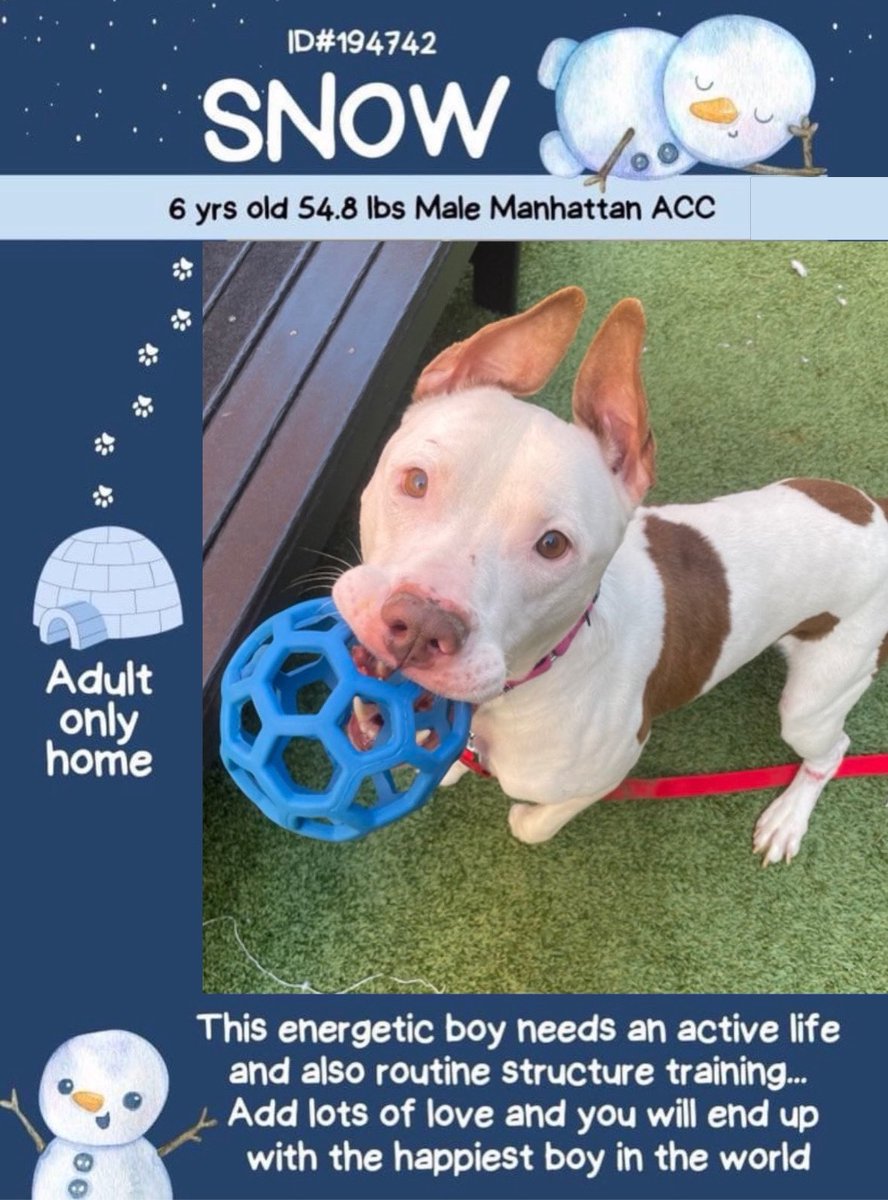 #AdoptDontShop 🐶 Snow ♥️ #NYCACC #NewYork 6yo underweight Snow was left in front of 🚔 precinct. 🥺 He’s playful, snuggly & energetic. Needs a patient pawparent to guide him w/routine, safety & love. Shelter is FULL ⚠️ Can you foster? DM @notthesameone2 nycacc.app/#/browse/194742