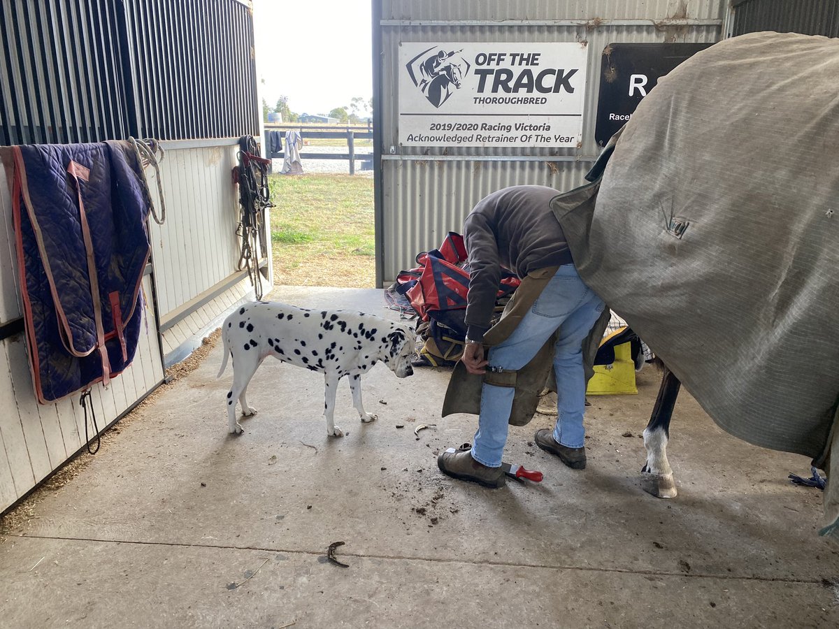 Lily’s favourite visitor ❤️

Life Less Ordinary getting shoes on ahead of the season to come.