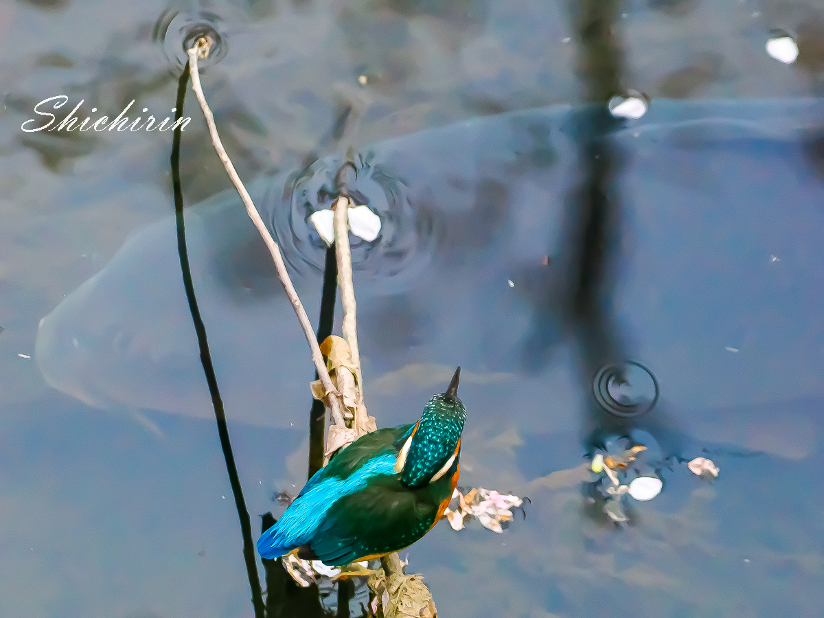 あまりに大きな魚。。。
#カワセミ 
#Kingfisher 
#OM1