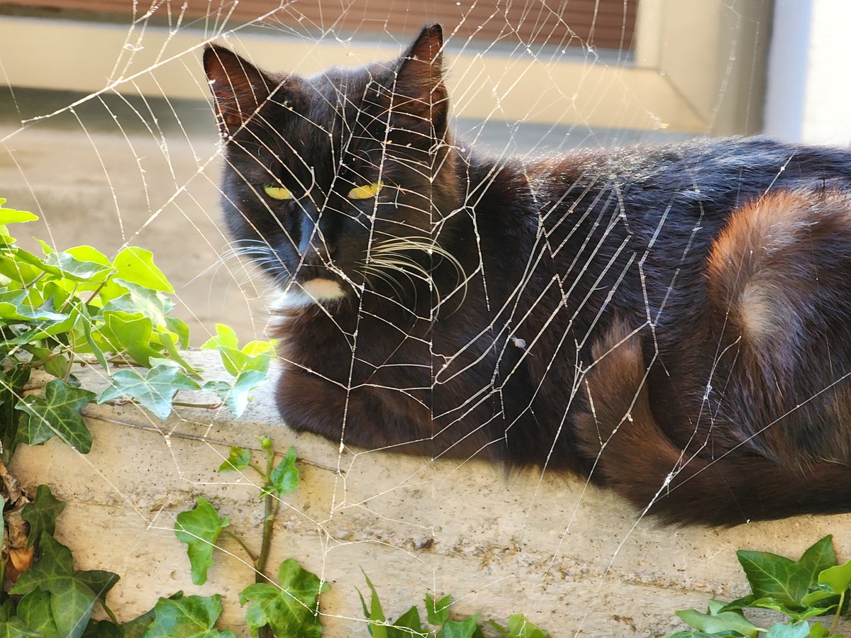 Spider cat 🕸
.
.
#cats #homelesscats #straycats #lovelycats #streetcats #hungrycats #catslivingonthestreet #cutecats #猫 #고양이 #ねこ #kedi #gato #котики #ネコ #gatto #Katze #قطة #बिल्ली #γάτα