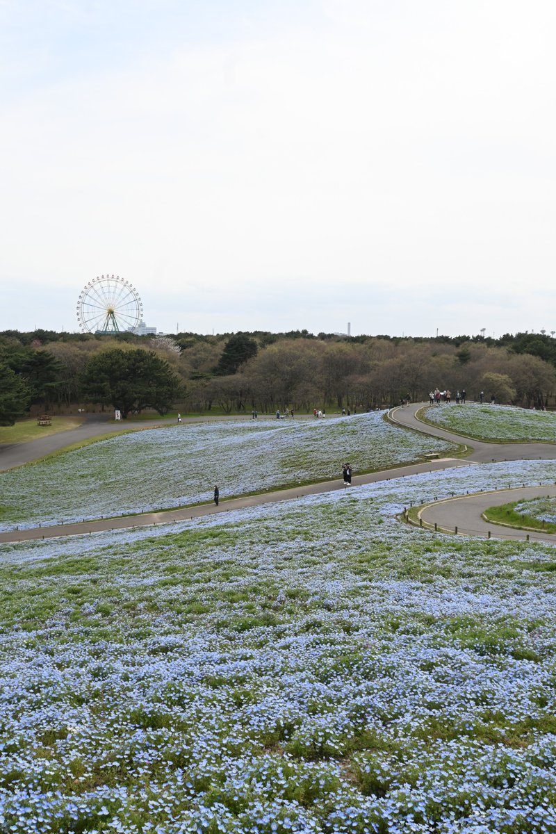 写真は4/11に撮影した #国営ひたち海浜公園 の #ネモフィラ です！　5分咲きくらい！ 今はもう少し咲いているでしょうか？ ぜひ皆さんイチオシのネモフィラベストショットを投稿してくださいね📷✨ note↓↓ hitachinaka-city.note.jp/n/n555551f59e39