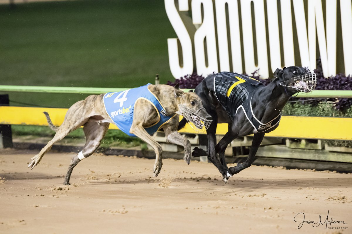 Austscapes's tweet photo. Past the post photos from Sandown 11th April 2024 can be viewed, and purchased, from the following link https://t.co/1Ofoz042e2
@GRV_News  @sandowndogs  @DimityMaher @RacingGreyhound  @GreyRecorder  @peitae https://t.co/ojIRpImAsx