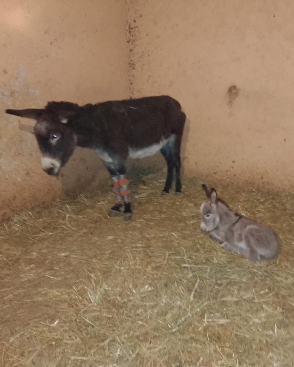 Nuevos habitantes nacidos en libertad en Seres Libres. 🫏🩷 Ellos son “Santo” y “Princesa” dos bebés burritos divinos. —> Conoce su historia completa en nuestro FB o Instagram.