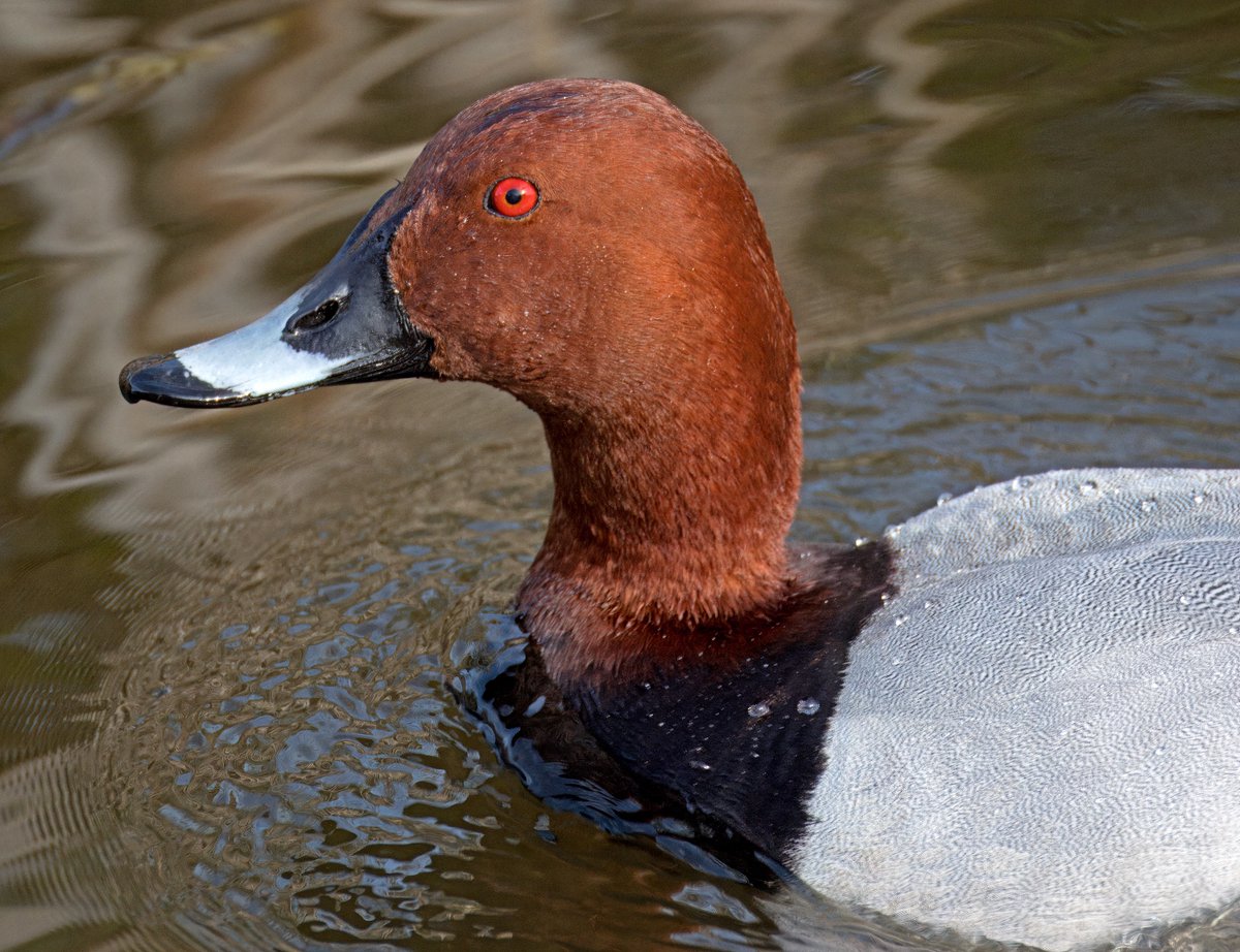 An uncharacteristically tame Common Pochard let me up close & personal today. Crossness Erith