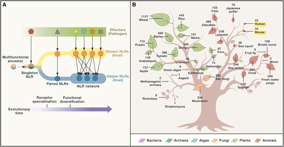 We enjoyed reviewing NLRs @ImmunityCP. Check out NLR evolution, networks, and diverse roles in #cell death, #immunity, and #disease. Congrats to first author @BalaTejashiva, along with @RebeccaTweedell, Prasanth Kumar, & @ThiruKanneganti @StJudeResearch! sciencedirect.com/science/articl…