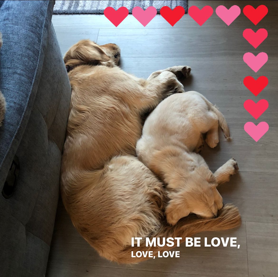 #Friday’s child is loving and giving … 
@guidedogs 
#lifechangers #mustbelove #lovedogs