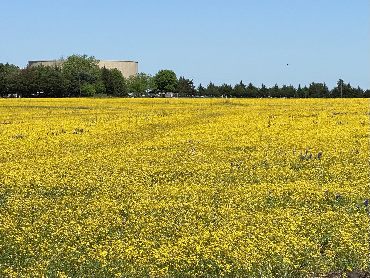 Went to Ennis, TX to follow the #Bluebonnettrail today. It was a perfect blue sky day. The Bluebonnets were beautiful mixed with Indian Paintbrush. Sometimes there were fields of yellow goldenrod. It was a sight to behold. @wdsu #txwx