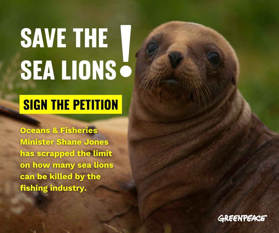 Rāpoka, the NZ Sea Lion, is the world’s rarest sea lion and an endangered species🦭 🚨Oceans & Fisheries Minister Shane Jones has scrapped the limit on how many sea lions can be killed by the fishing industry. Join the call to respect the Rāpoka greenpeace.nz/save-sea-lions #nzpol