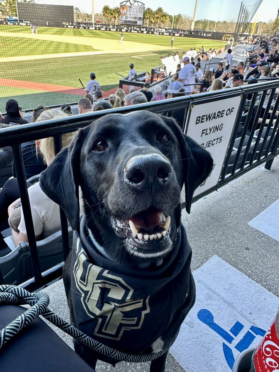I was at the gym and missed the window to post my UCF dog, but I’m going to post the Tripawd anyways. Better late than never! 🖤💛⚔️💛🖤 #UCFDayofGiving