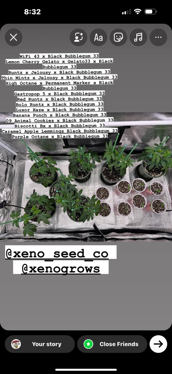 So stoked to be running these Black Bubblegum #33 crosses by Xeno Seed Company. @iBEX_Nutrition @GorillaGrowTent @OfficialKINDLED #CannabisCup #hightimes #goatnutes #cannabisgrower #Cannabiskonsumenten #CannabisSeeds #AEWDynamite #cannabisdaily #cannabisindusty