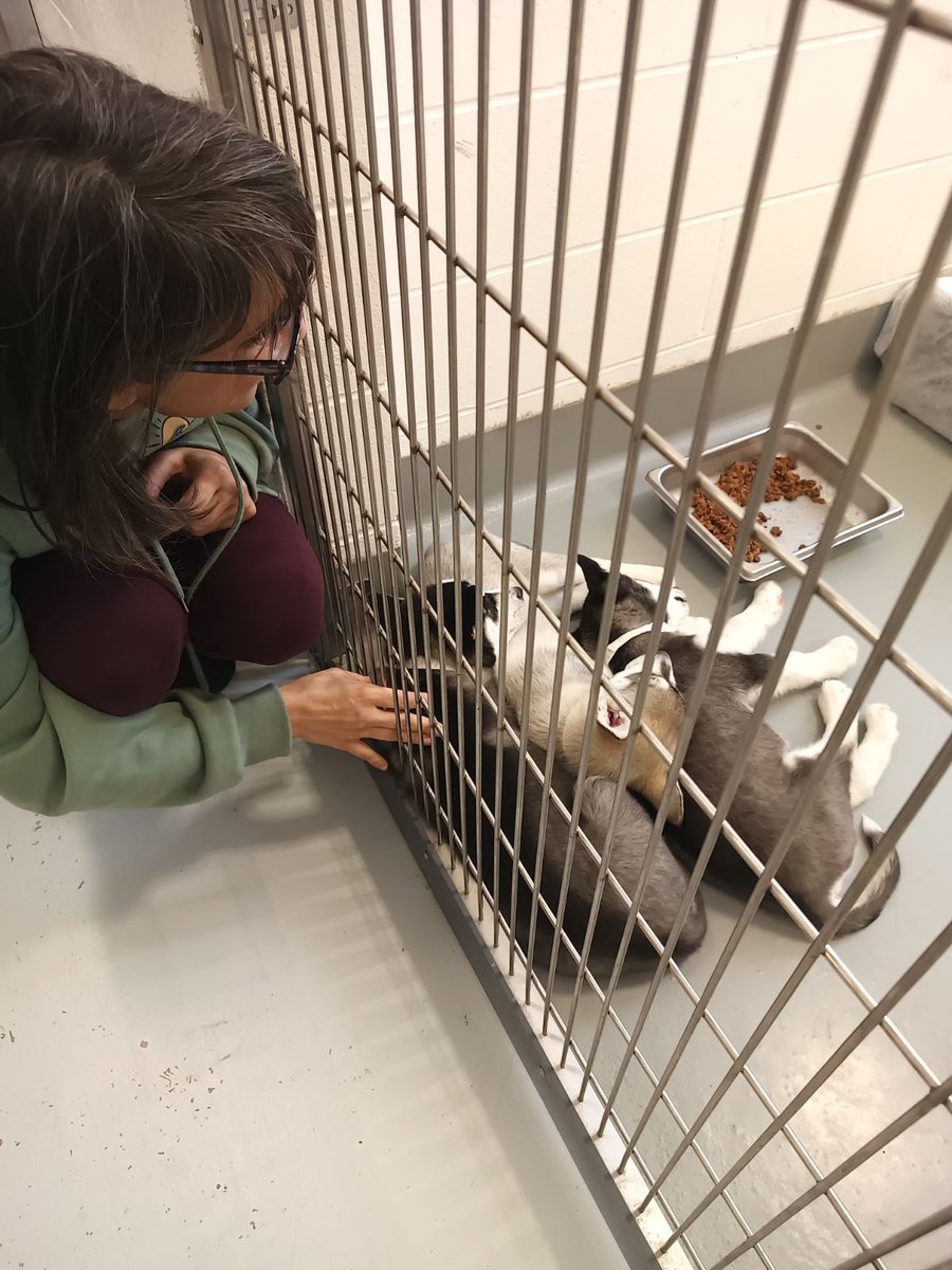 @CalgaryHumane today looking at these beautiful pups wishing for their furever homes. Thank you to the amazing volunteers and staff! I don’t know how you look into these sweet faces everyday! Happy @NationalPetDay to all! #AdoptDontShop