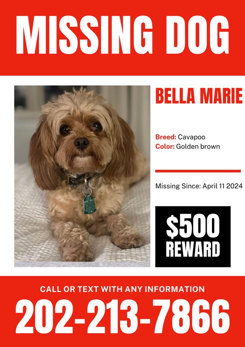 Here is the poster my son @scuba_brian12 made to help find Bella Marie. These are going up in the neighborhood tomorrow. Please share throughout the 16th Street Heights NW community.