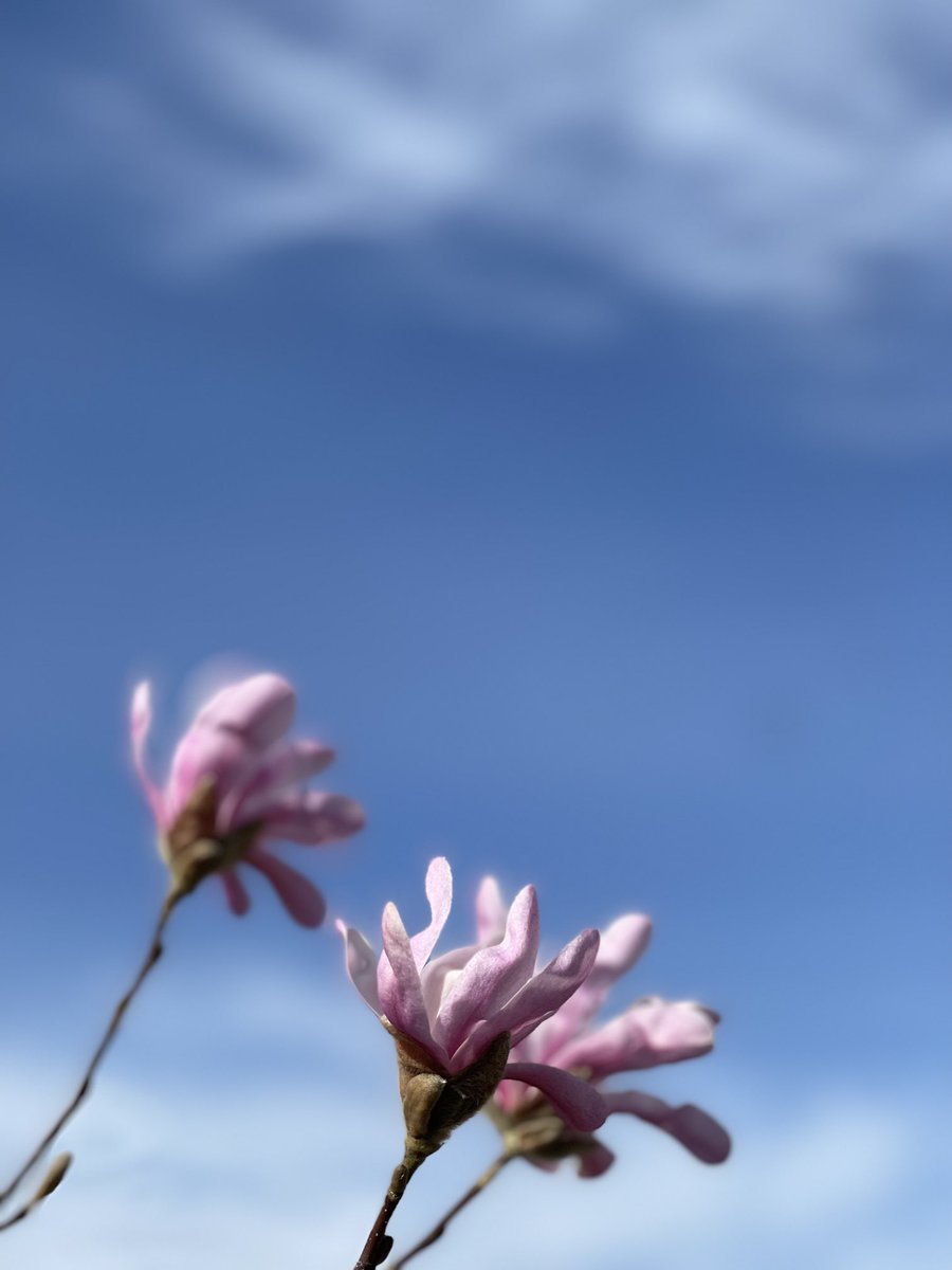 結弦くん、この街にもようやく春が来ました🌸
色々な事が色々取り巻いたとしても、
この花のように、
結弦くんは光が射す方に向かって
精一杯手を伸ばして
突き進んでいくんだろうな…

そんなあなたが大好きです💓🌸

#羽生結弦さんに春を届けよう
#羽生クラスタ空部
#solove🌈
#RE_PRAYをありがとう