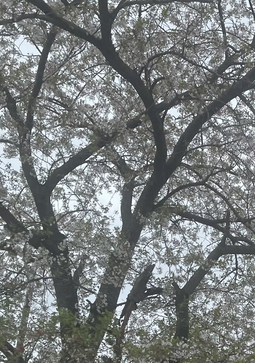おはエネルン🌟(^o^)ﾉ 4/12東京都足立区の天気は☁️曇り☁️ もう金曜日ですね。はやい💦 自宅近所の桜の木はまだ🌸が残っていました✨ 花びらがぱらぱら散っていたので週末は桜吹雪を楽しめるかも知れませんね😊 本日もよろしくお願いします！ ＃企業公式が毎朝地元の天気を言い合う