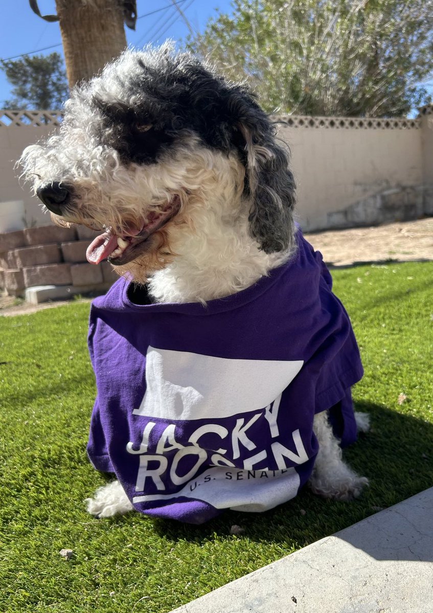 RosenforNevada's tweet photo. Happy #NationalPetDay from the dogs of Team Rosen! 🐶🐾💜 https://t.co/6RUQ1wfKQ8
