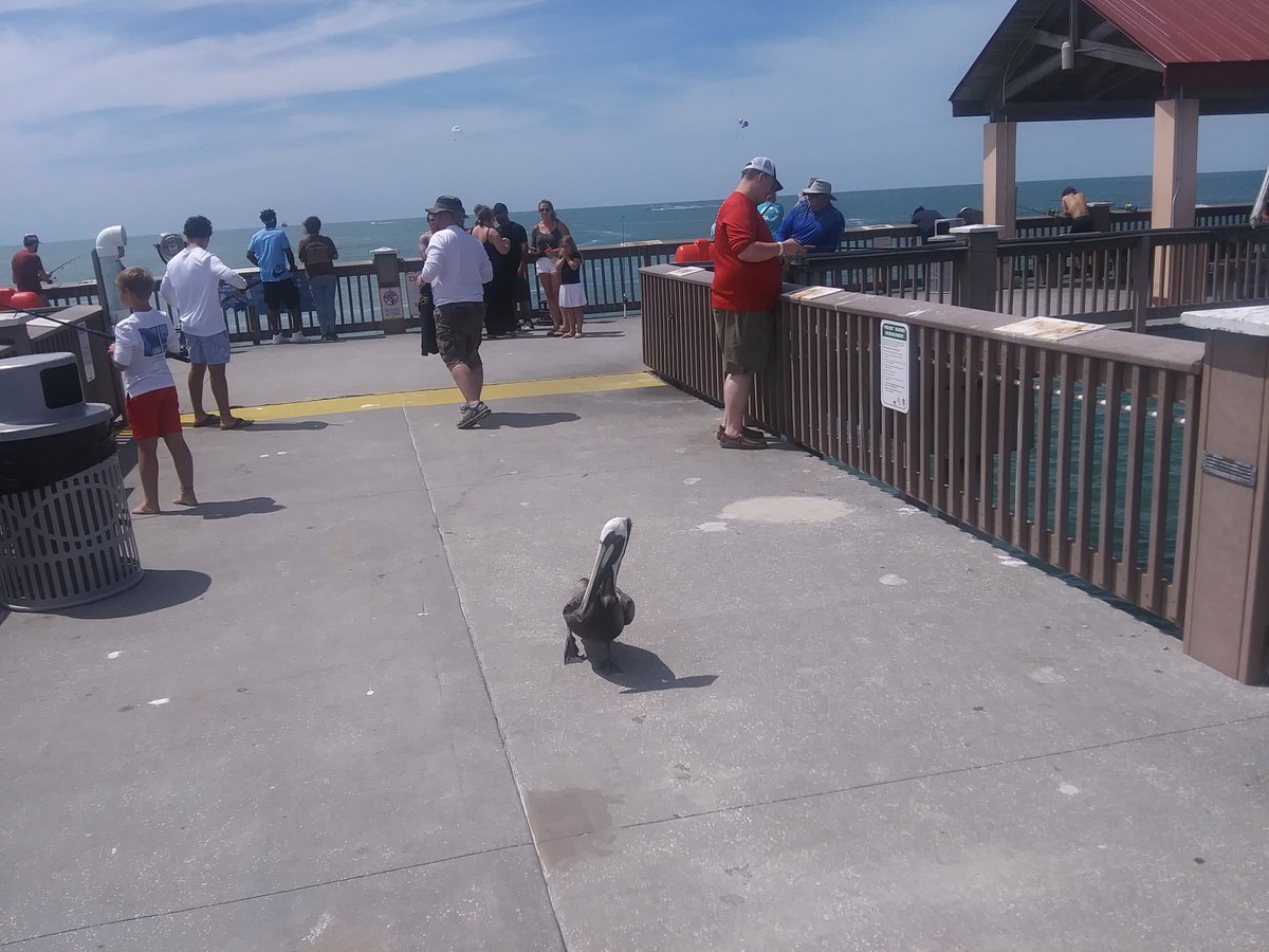 The pelicans of Clearwater Beach apparently have no fear of people. #clearwaterbeach