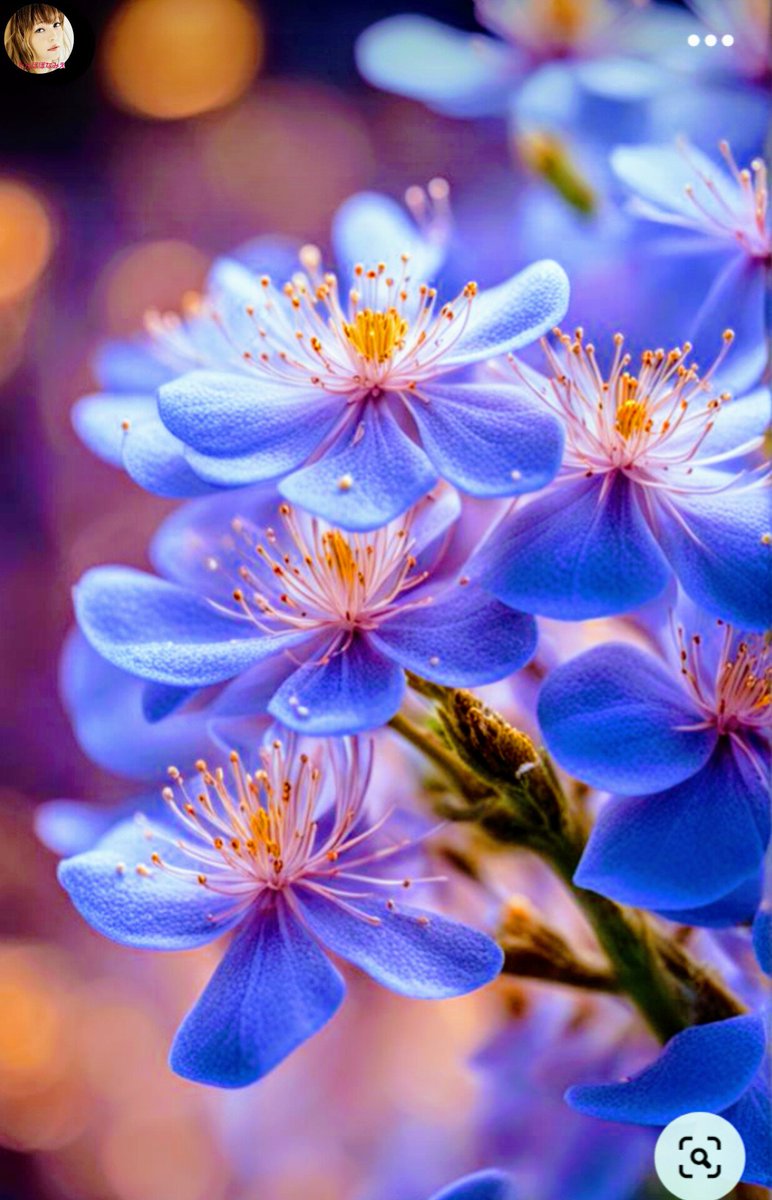 曇華一現～🩷
どんげいちげん

稀にしかない珍しい機会の喩え

心配事が突然解決した時の嬉しさ

「曇華」
優曇花という花の事で
三千年に一度
仏が現れる時に咲くされている
想像上の花

 「曇花一たび現するがごとし」を
略した言葉
🏵
悩み苦しみの世の中
曇花一現の花が咲く日を
夢見て～
幸あれ🩷