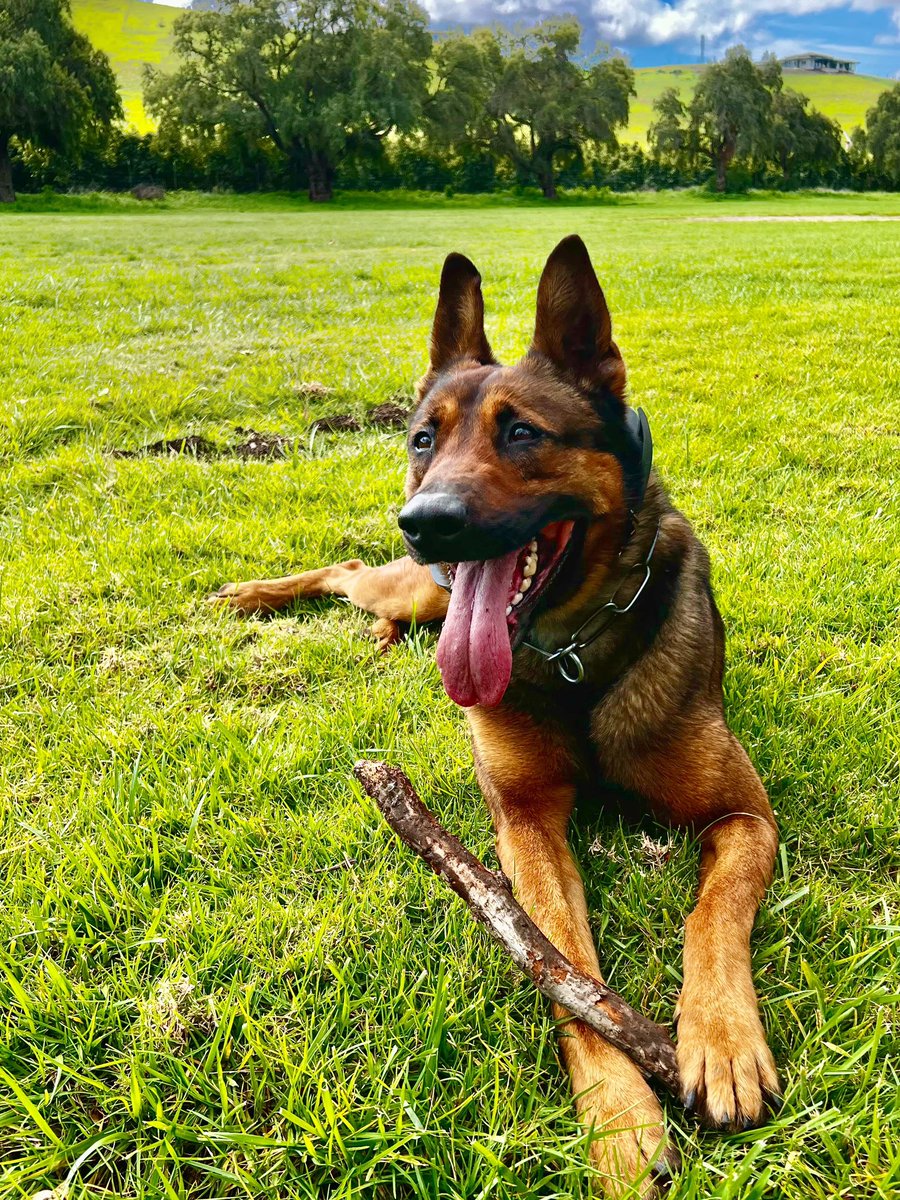 Happy Friday Eve! 🐾 K9 Ripley is gearing up for a paws-itively awesome weekend! Stay safe out there, folks! #FridayEve #K9Life #K9Ripley