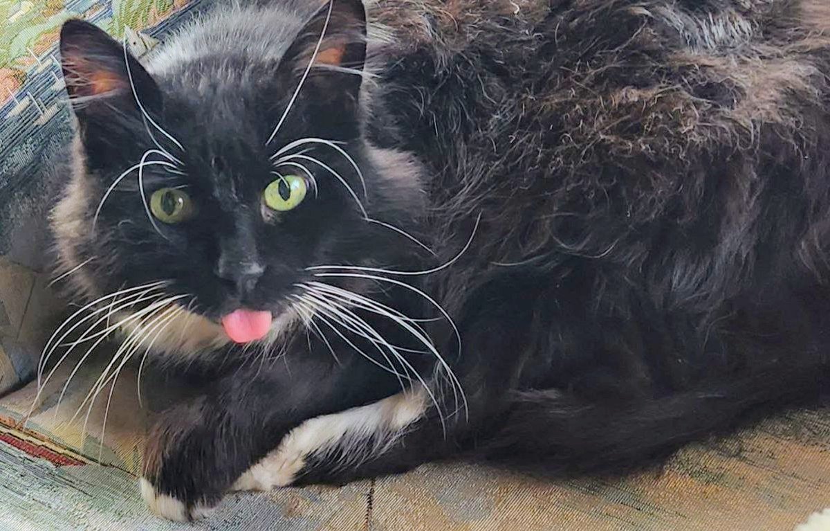 Rubberasylum's tweet photo. My Friends;

For 30 yrs I have made content and never asked for a dime.

With the passing of Wetsuitjay, we have been left in a bind with one of the kitty cats:

Mr Bill

He has surgery scheduled on 5/1

Any assistance would be greatly appreciated.

https://t.co/Ygsql8IFX7 https://t.co/Z9nXHRlCRJ