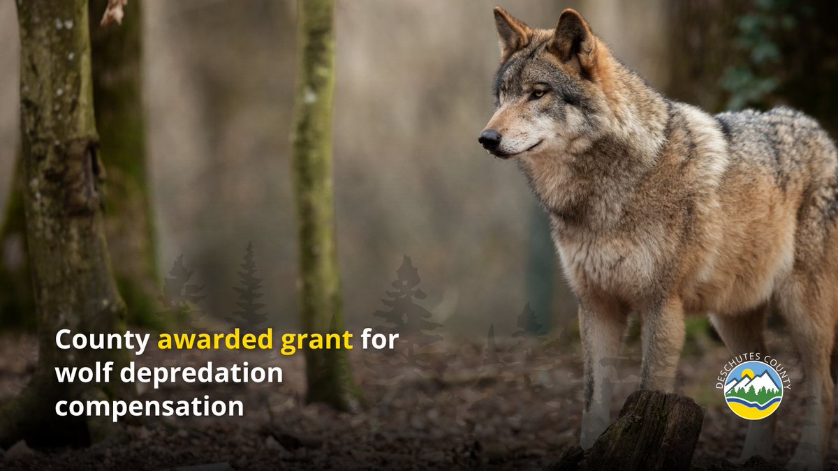 On Wednesday, April 10, the Deschutes County Board of Commissioners voted to accept grant funds from the Oregon Department of Agriculture (ODA) for the county Wolf Depredation and Financial Compensation program. More details here: bit.ly/3TWEywR