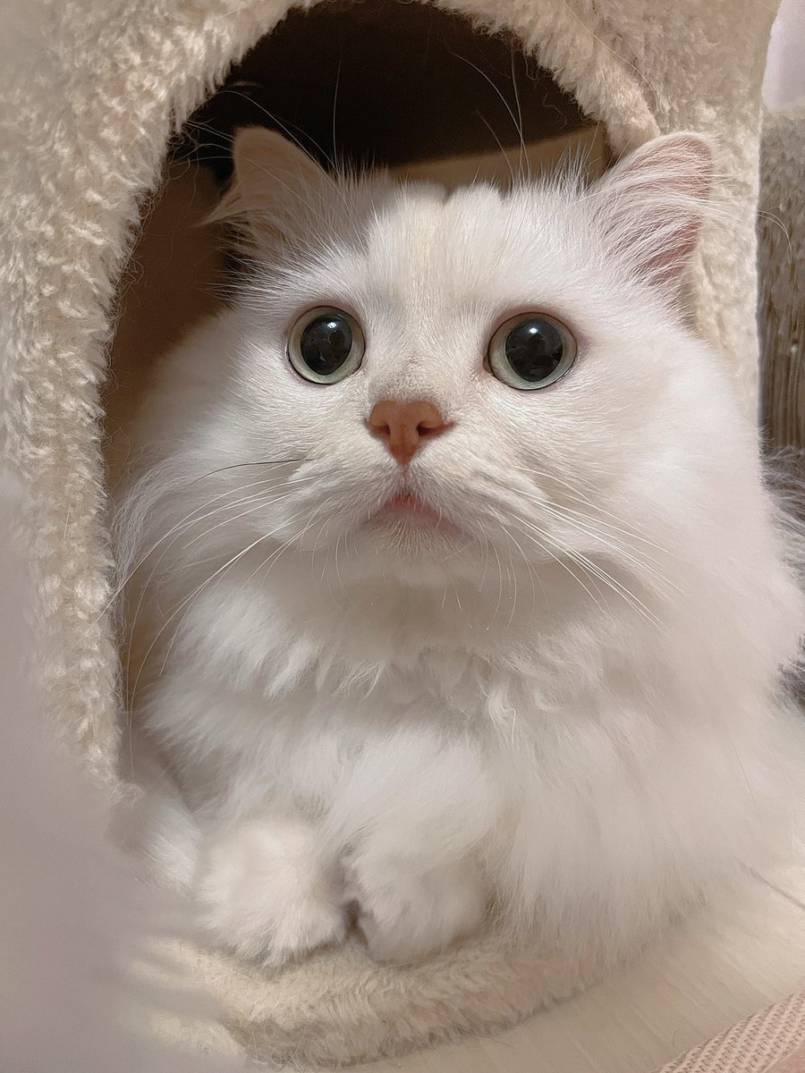 haruelroom's tweet photo. 本日2歳になったエルくん🐱💞💞
←夜　　昼→
#ミヌエット　#猫　#猫がいる幸せ https://t.co/O9uNIMjtod