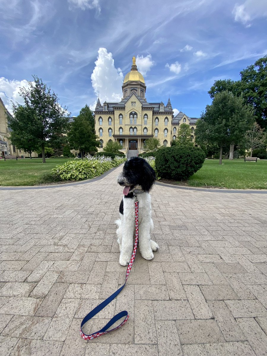 Whole lotta dogs who love Irish Football 

#NationalPetDay |  #GoIrish☘️