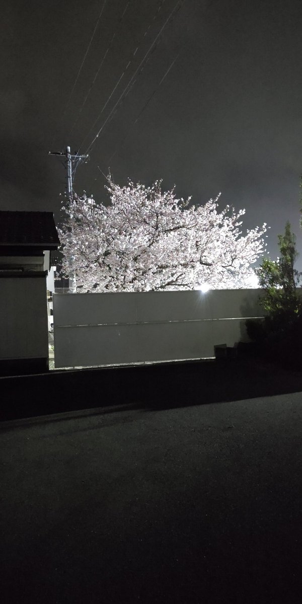 家から見える夜桜。お店の駐車場なのでライトがちょうどライトアップしてるみたいでキレイです✨