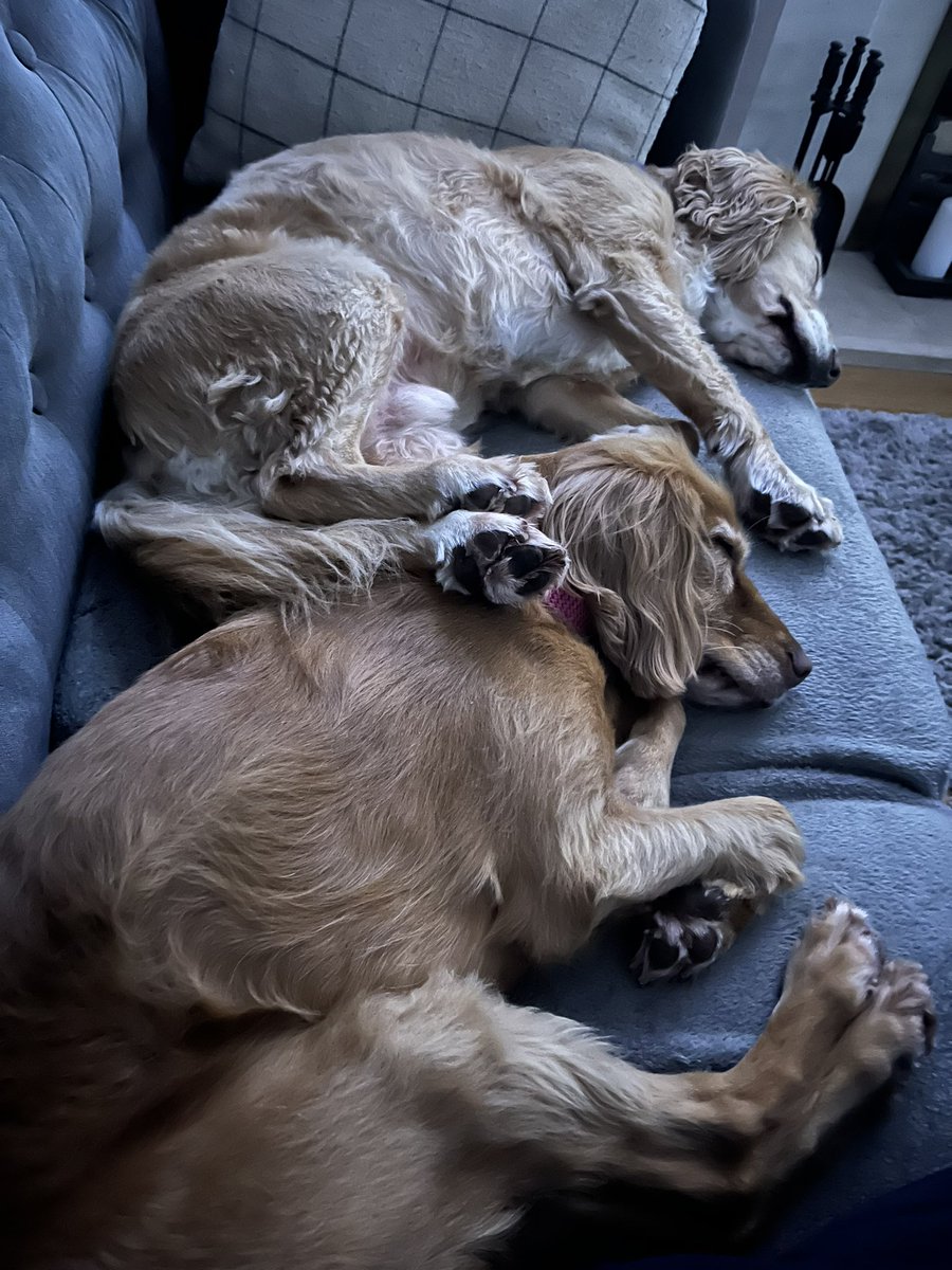 Still at my desk catching up on some great meetings today… harder you work luckier you get sometimes. Dogs for company… troopers #gotobeddaddy