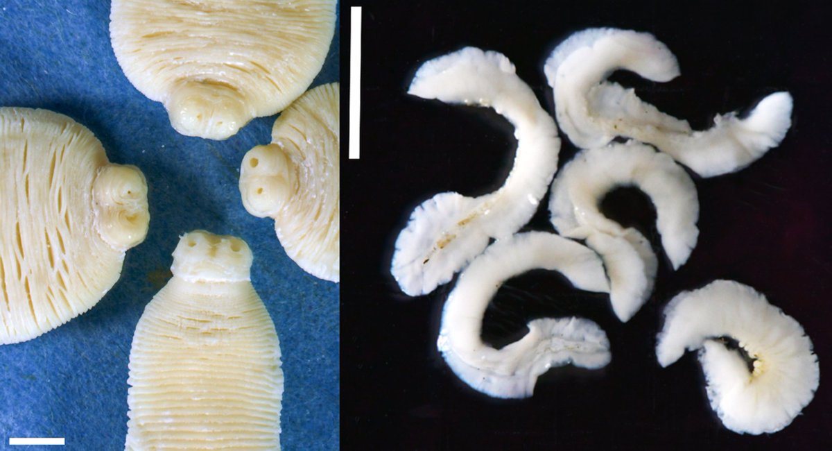 KING KONG vs TAPEWORMS I've written a post about Anoplocephala gorillae - a species of tapeworm that lives in the guts of Mountain Gorillas (Gorilla beringei beringei) 🦍 dailyparasite.blogspot.com/2024/04/anoplo…