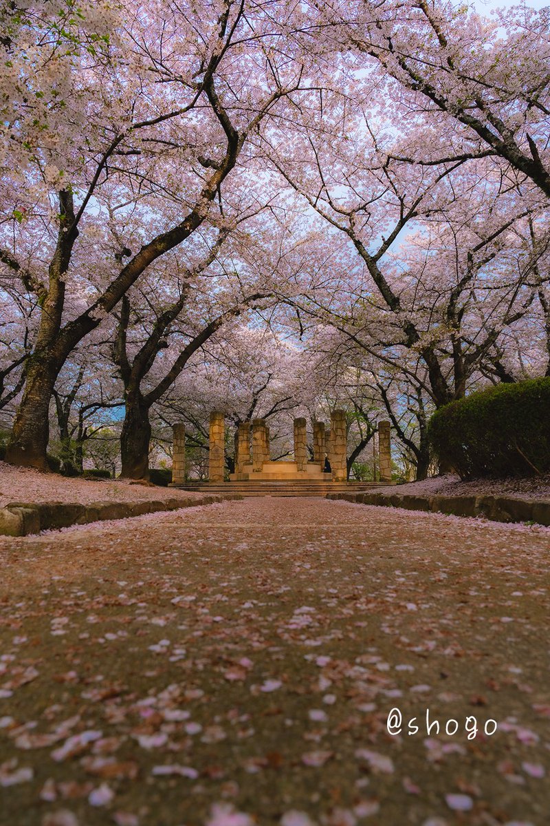 桜に囲まれる 道で・・・ #これソニーで撮りました #姫路城