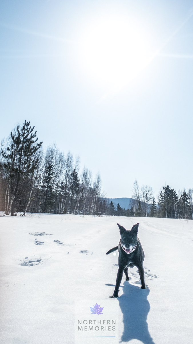 Huntzz's tweet photo. βSomething whiteβ
Thank you @VernChronicles for letting me share another photo for #NationalPetDay πΎ
#iPhonePhotography π² #Canada π¨π¦
#skitown πΏ #NationalPetDay2024 πβπ¦Ί
#MollyTheBoxador #SomethingWhite βοΈ https://t.co/YXxxJXRqiC