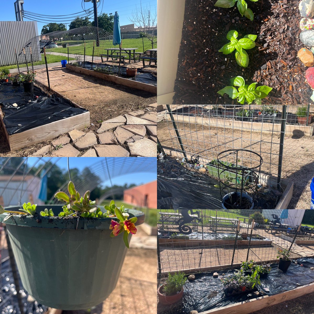 Lisa gonzales (@lisagon731793) on Twitter photo Time for some more garden pics. More progress today in the garden. <a href="/MetzlerKISD/">Metzler Elementary</a> <a href="/KleinISD/">Klein ISD</a> <a href="/BooneDanis/">Danis Boone</a> <a href="/MissDyson3/">Jada Dyson, M. Ed</a> Time for some more garden pics. More progress today in the garden. <a href="/MetzlerKISD/">Metzler Elementary</a> <a href="/KleinISD/">Klein ISD</a> <a href="/BooneDanis/">Danis Boone</a> <a href="/MissDyson3/">Jada Dyson, M. Ed</a>